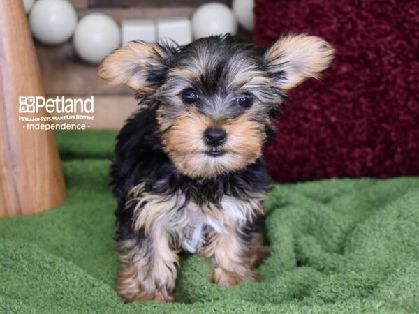 Yorkshire Terrier DOG Female Black & Gold 4710 Petland Independence, Missouri