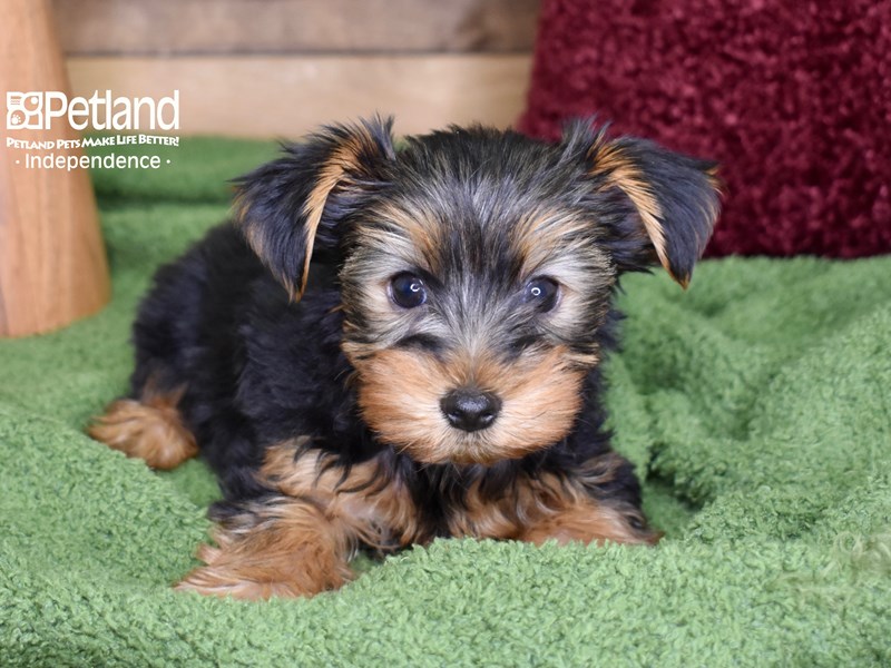 Yorkshire Terrier-DOG-Male-Black & Gold-3430407-Petland Independence, Missouri