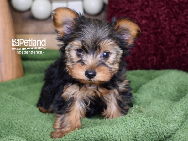 Yorkshire Terrier DOG Male Black & Gold 4712 Petland Independence, Missouri