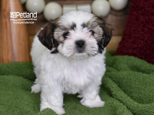 Shorkie Tzu DOG Female Tan & White 4708 Petland Independence, Missouri