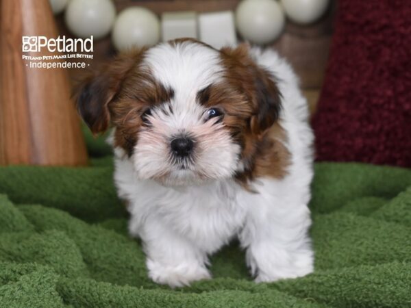 Shorkie Tzu DOG Female Tan & White 4707 Petland Independence, Missouri