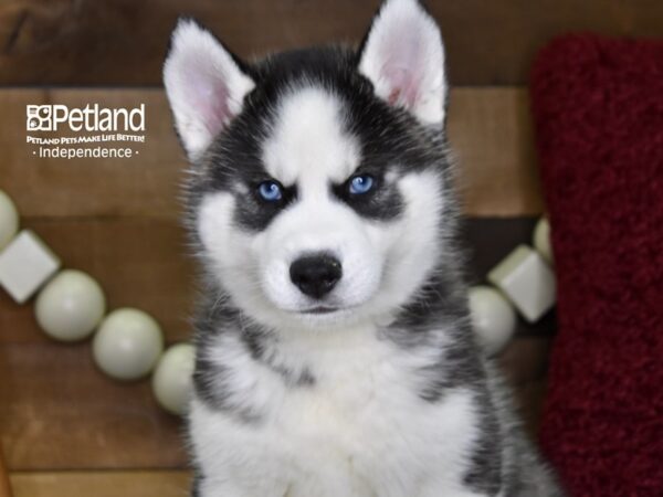 Siberian Husky DOG Male Black & White 4728 Petland Independence, Missouri