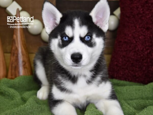 Siberian Husky DOG Male Black & White 4729 Petland Independence, Missouri