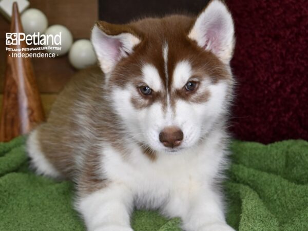 Siberian Husky DOG Male Red & White 4730 Petland Independence, Missouri