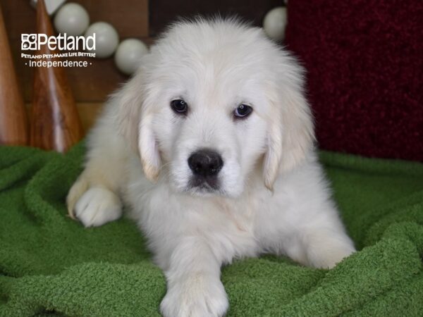 Golden Retriever DOG Male Light Golden 4723 Petland Independence, Missouri