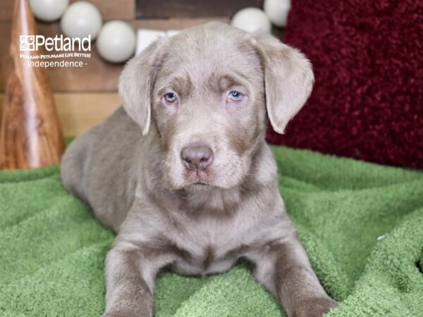 Labrador Retriever DOG Male Silver 4722 Petland Independence, Missouri