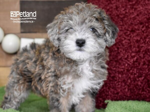 Miniature Goldendoodle 2nd Gen-DOG-Male-Blue Merle-4719-Petland Independence, Missouri