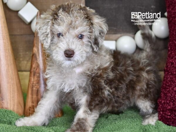 Miniature Goldendoodle 2nd Gen DOG Male Chocolate Merle 4718 Petland Independence, Missouri