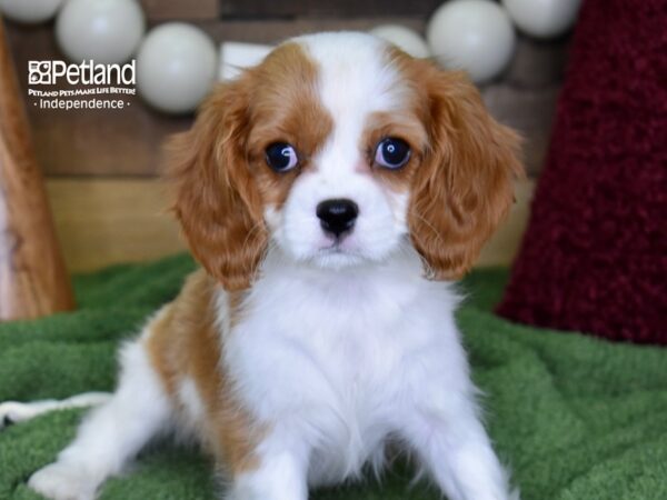 Cavalier King Charles Spaniel DOG Female Blenheim 4717 Petland Independence, Missouri