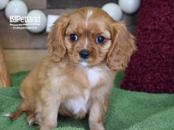 Cavalier King Charles Spaniel DOG Female Ruby 4716 Petland Independence, Missouri