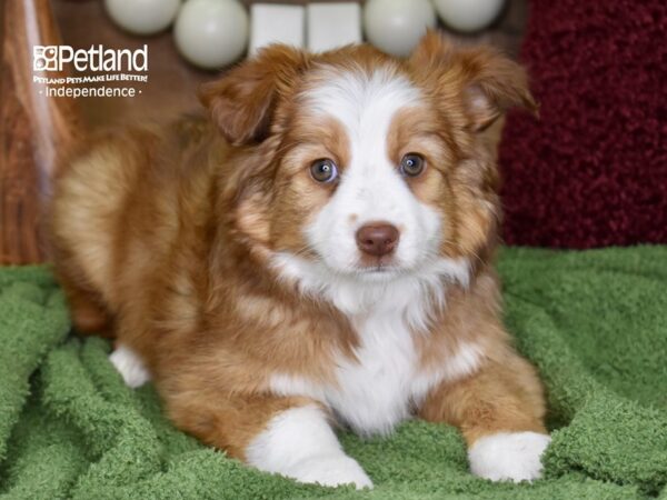 Miniature Australian Shepherd-DOG-Female-Red Sable-4732-Petland Independence & Lee's Summit, MO