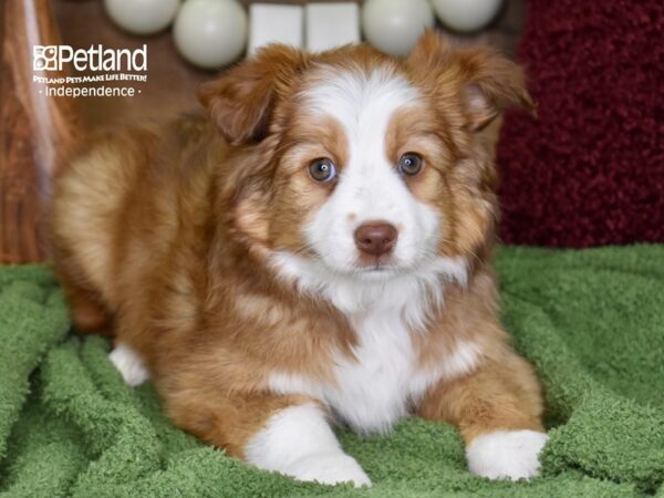 Miniature Australian Shepherd DOG Female Red Sable 4732 Petland Independence, Missouri