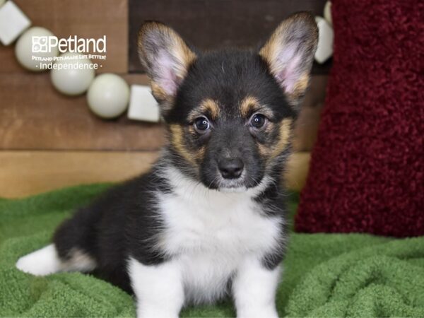 Pembroke Welsh Corgi-DOG-Female-Black Tri-4737-Petland Independence, Missouri