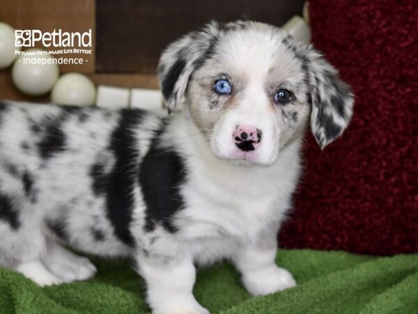 Cardigan Welsh Corgi-DOG-Female-Blue Merle-4735-Petland Independence & Lee's Summit, MO