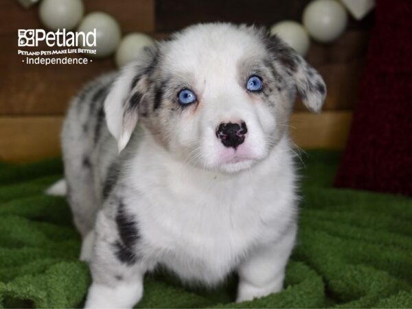 Cardigan Welsh Corgi-DOG-Male-Blue Merle-4734-Petland Independence, Missouri