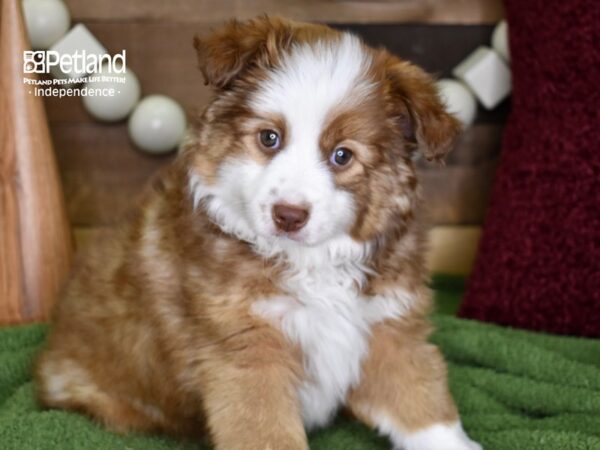 Miniature Australian Shepherd DOG Male Red Sable 4733 Petland Independence, Missouri