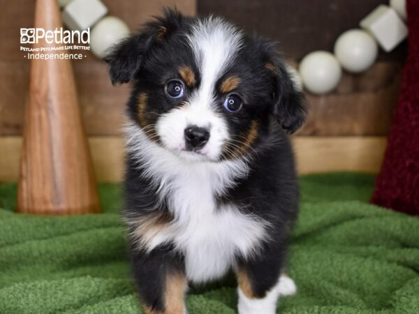 Toy Australian Shepherd DOG Male Black Tri 4731 Petland Independence, Missouri