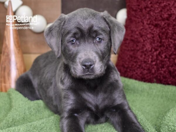 Labrador Retriever DOG Female Charcoal 4721 Petland Independence, Missouri