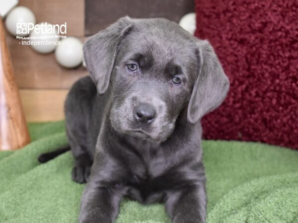 Labrador Retriever DOG Female Charcoal 4720 Petland Independence, Missouri