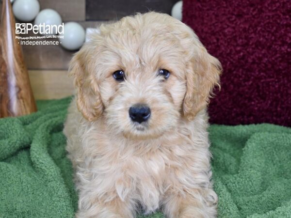 Miniature Goldendoodle DOG Male Golden 4727 Petland Independence, Missouri