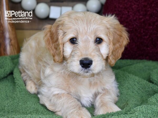 Miniature Goldendoodle DOG Male Golden 4726 Petland Independence, Missouri