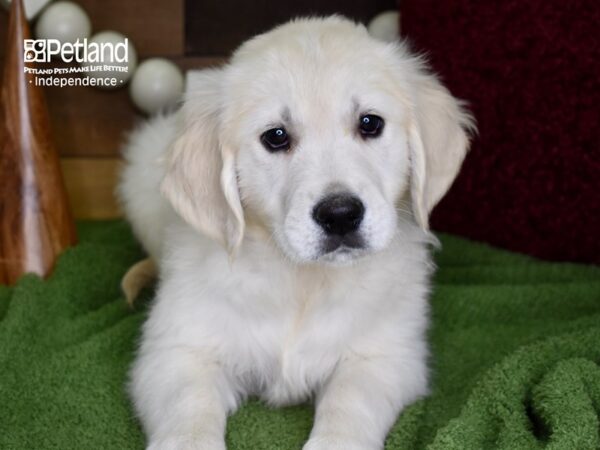 Golden Retriever-DOG-Male-Light Golden-4724-Petland Independence & Lee's Summit, MO