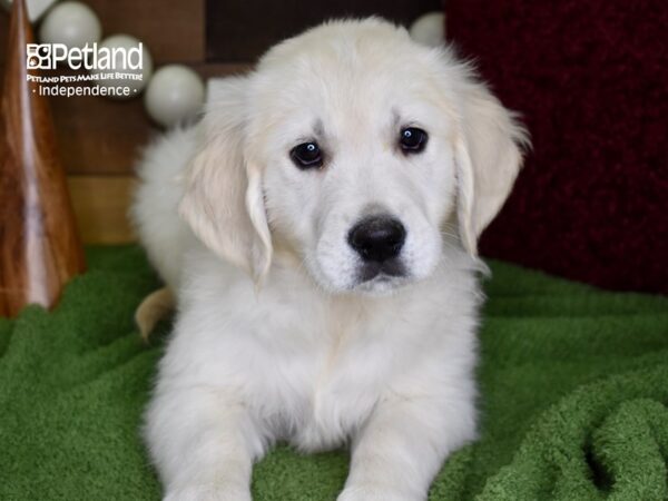 Golden Retriever DOG Male Light Golden 4724 Petland Independence, Missouri