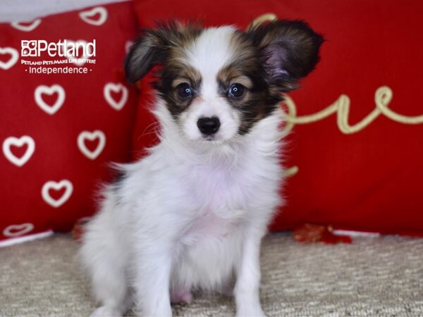 Papillon-DOG-Male-Sable & White-4769-Petland Independence, Missouri