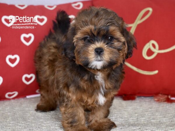 Shih Poo-DOG-Female-Dark Gold-4768-Petland Independence, Missouri