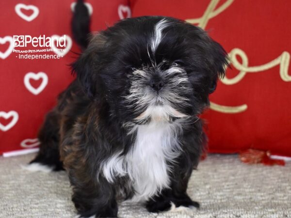 Shih Tzu-DOG-Female-Brindle-4765-Petland Independence, Missouri