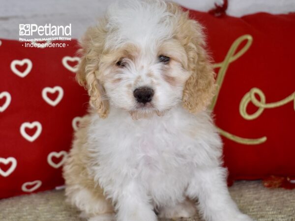 Cockapoo-DOG-Male-Buff & White-4756-Petland Independence, Missouri