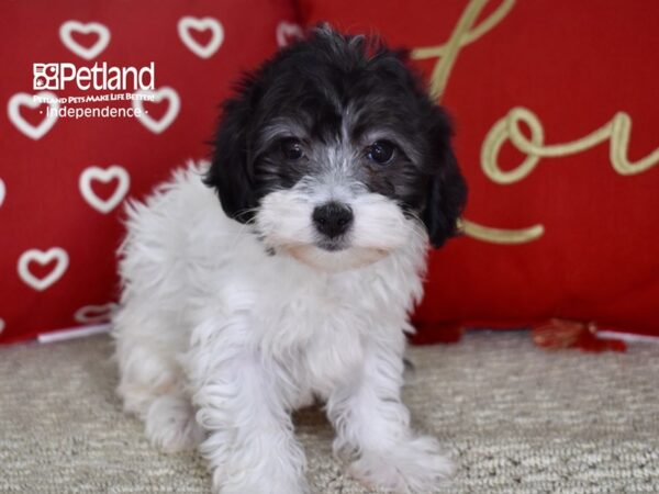 Havapoo-DOG-Female-Black & White-4755-Petland Independence & Lee's Summit, MO
