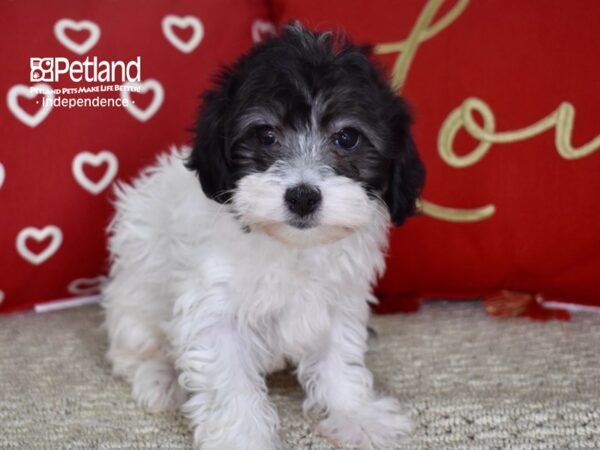 Havapoo DOG Female Black & White 4755 Petland Independence, Missouri