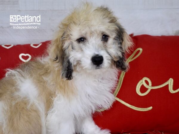 Cockapoo 2nd Generation DOG Male Buff Parti 4754 Petland Independence, Missouri