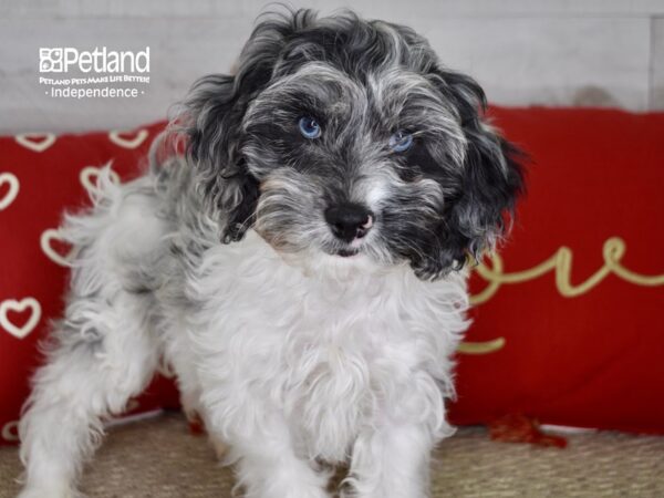 Cockapoo DOG Male Blue Merle Parti 4753 Petland Independence, Missouri