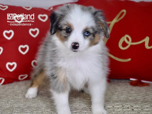 Toy Australian Shepherd DOG Male Blue Merle & White 4750 Petland Independence, Missouri