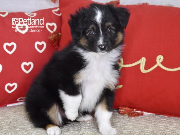 Toy Australian Shepherd DOG Male Tri 4748 Petland Independence, Missouri