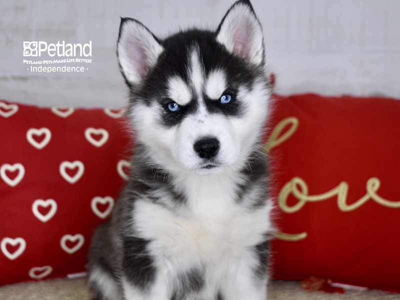 Siberian Husky-DOG-Female-Black & White-3448618-Petland Independence, Missouri