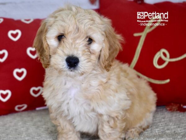 Miniature Goldendoodle 2nd Gen-DOG-Male-Apricot-4757-Petland Independence & Lee's Summit, MO
