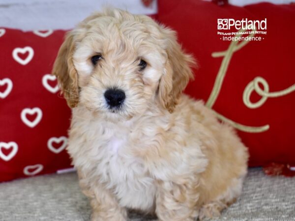 Miniature Goldendoodle 2nd Gen-DOG-Male-Apricot-4757-Petland Independence, Missouri