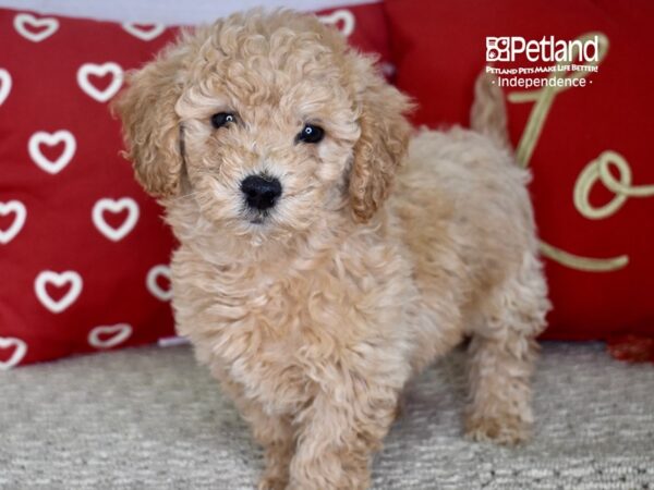 Miniature Goldendoodle 2nd Gen-DOG-Female-Apricot-4758-Petland Independence & Lee's Summit, MO
