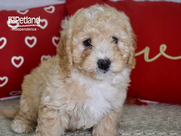 Miniature Goldendoodle 2nd Gen DOG Male Apricot & White 4759 Petland Independence, Missouri