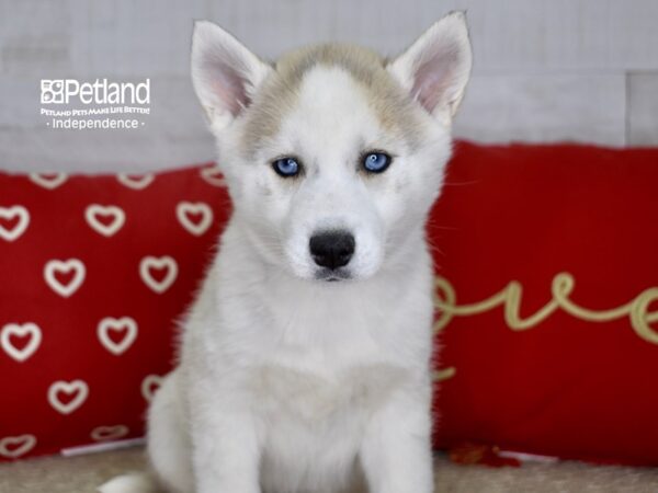 Siberian Husky DOG Female Silver & White 4746 Petland Independence, Missouri