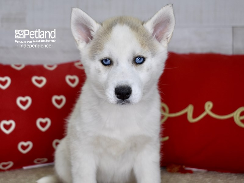 Siberian Husky-DOG-Female-Silver & White-3448630-Petland Independence, Missouri