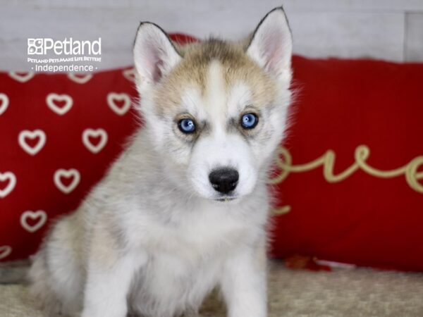 Siberian Husky DOG Female Silver & White 4745 Petland Independence, Missouri