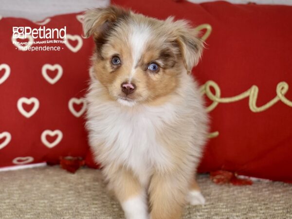 Toy Australian Shepherd-DOG-Male-Red Merle & White-4747-Petland Independence & Lee's Summit, MO