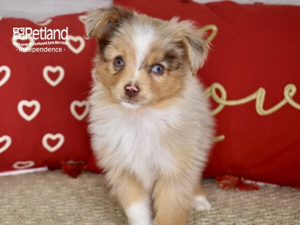 Toy Australian Shepherd DOG Male Red Merle & White 4747 Petland Independence, Missouri