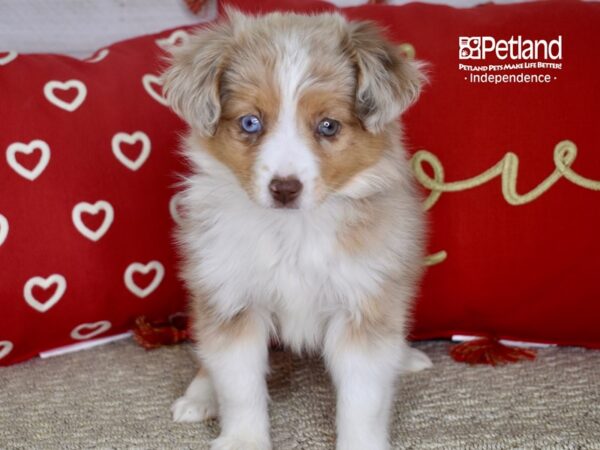 Toy Australian Shepherd-DOG-Female-Red Merle & White-4749-Petland Independence, Missouri