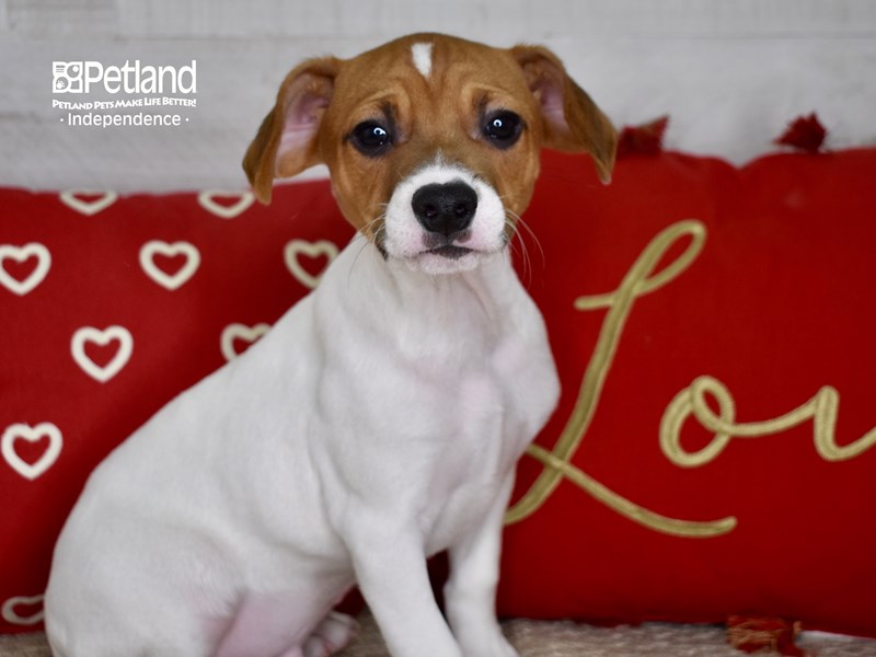 Jack Russell Terrier-DOG-Male-Tan & White-3410191-Petland Independence, Missouri