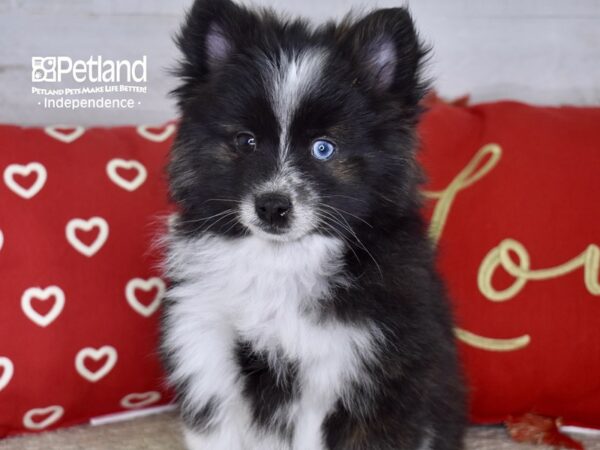 Pomsky 2nd Gen DOG Female Black & White 4742 Petland Independence, Missouri